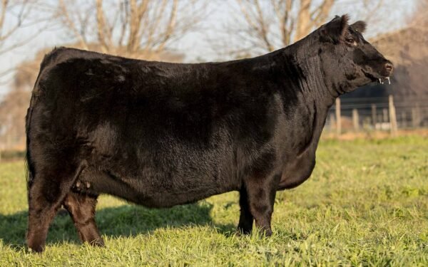 Lote 16 - FORJADORA 7586