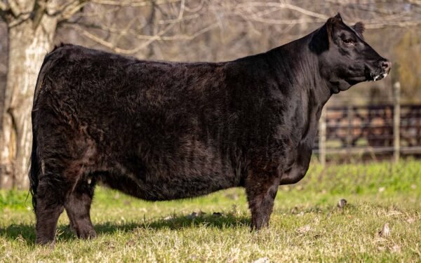 Lote 07 - FONTANA 7943