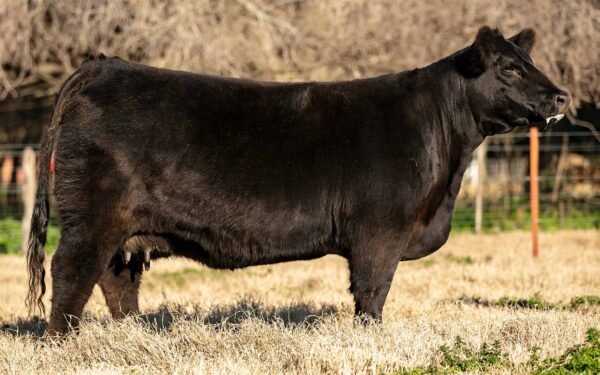 Lote 04 - MONTANA 7950