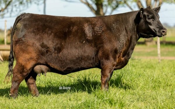 Lote 05 - BLACKCAP 8118