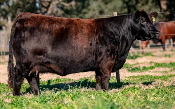 Lote 15 - HEIDI 8215