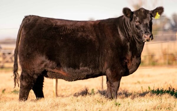 Lote 13 - HEIDI 8236