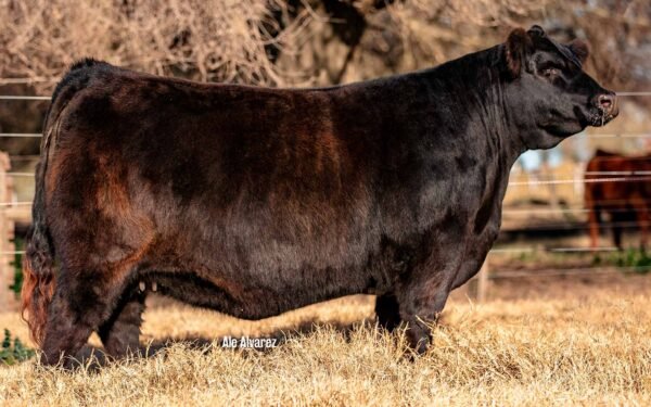 Lote 09 - BLACKCAP 8511