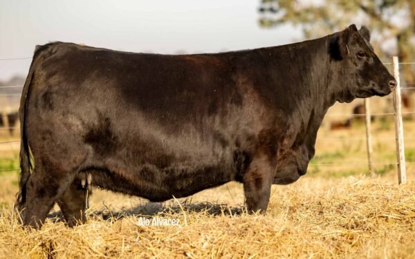 Lote 12 - BLACKCAP 8926