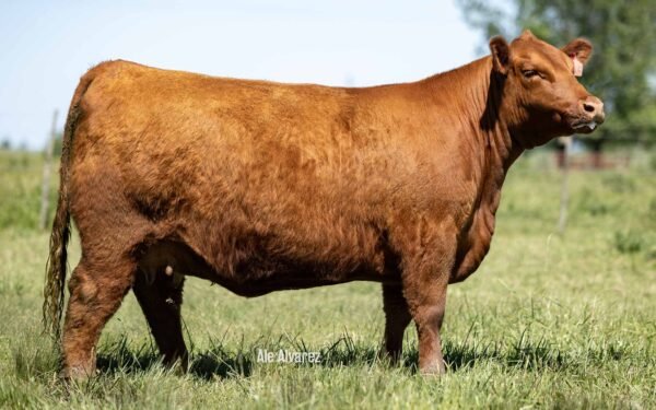 Lote 10 - MULATA 8975