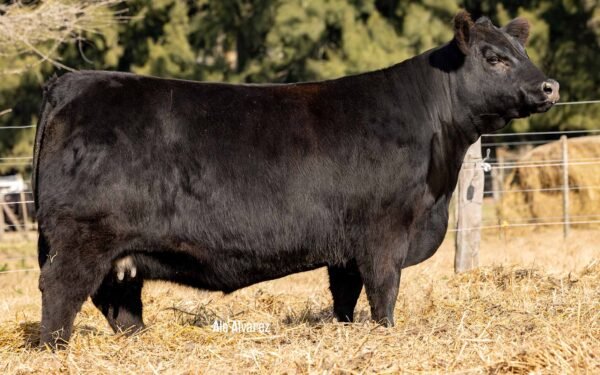 Lote 11 - FONTANA 9011